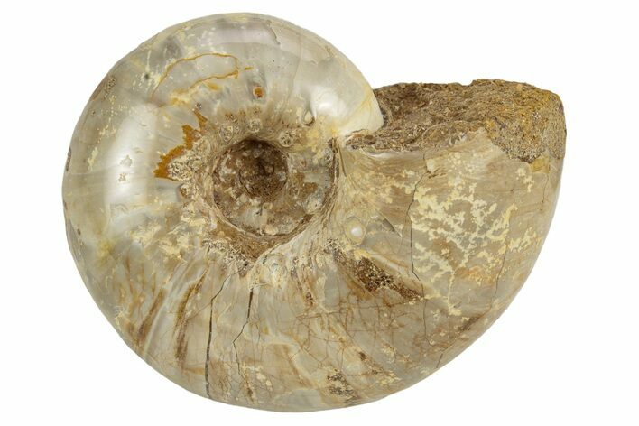 Jurassic Ammonite Fossil - Sakaraha, Madagascar #251301